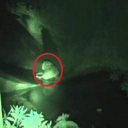 Bezpański pies, zamieszkujący w tunelu kanalizacyjnym, dostaje nieoczekiwaną pom